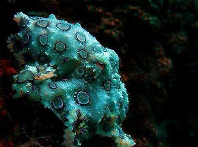 Zilais pogu astoņkājis Autors: beatitudinem Būtnes, kas dzīvo okeāna dzīlēs
