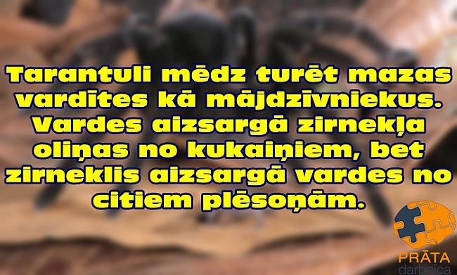  Autors: Prāta Darbnīca 20 labākie fakti speciāli tev II