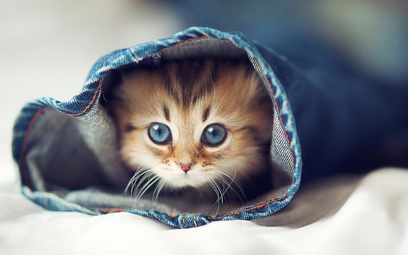  Autors: QIUBIHERO Cute cats