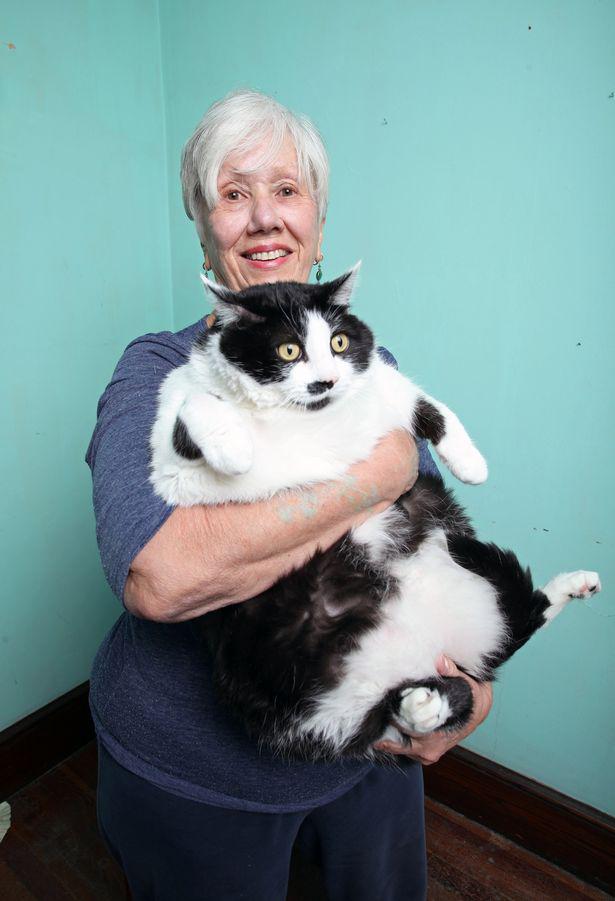 Steisija ar spīdumiņu Autors: Jurgeens87 Amerikas resnākais kaķis - Spīdumiņa