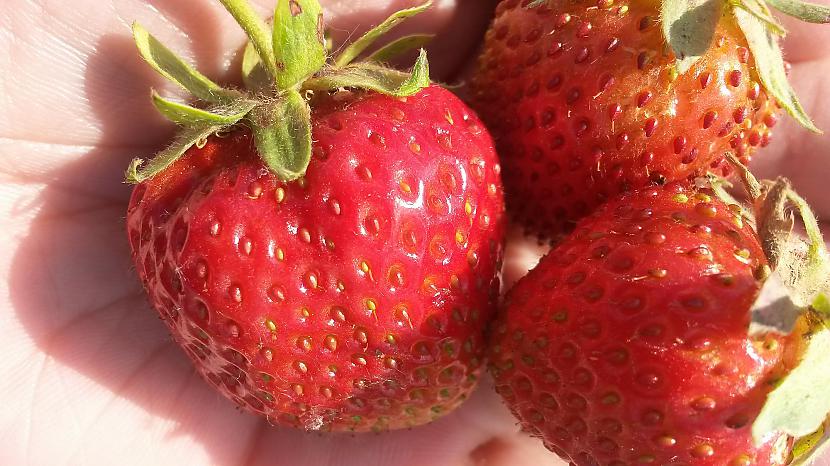  Autors: rukšukskrienam Sveiciens,no zemeņu lauka..:ņam,ņam!
