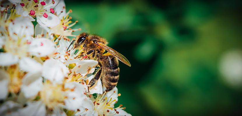 Medus bite Autors: Fosilija Bildē ar to, kas pa rokai.