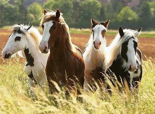 Zirgi izmanto savas ausis lai... Autors: PienaPuika44 Random interesanti fakti #2