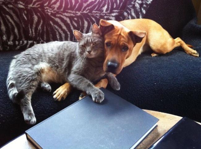  Autors: LordsX Kā suns ar kaķi...