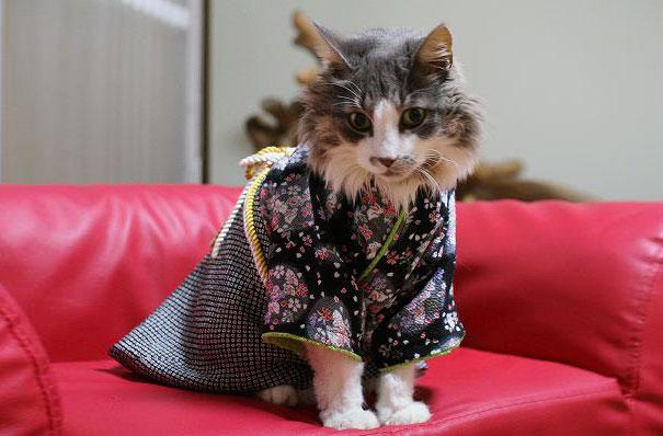  Autors: bombongs Japānas jaunais modes kliedziens, kimono kaķiem.