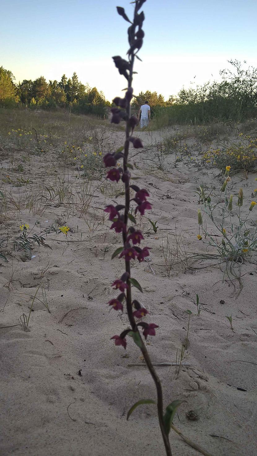 Tumscaronsarkanā dzeguzene Autors: SanchoB Latvijas orhideja