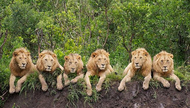 Lauvas atpūscaronas... Autors: ShadowKiller Āfrikā nav tik slikti!