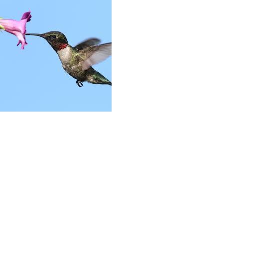 Kolibri sver mazāk nekā viens... Autors: 12 Faktu MEGApaka (50 fakti)