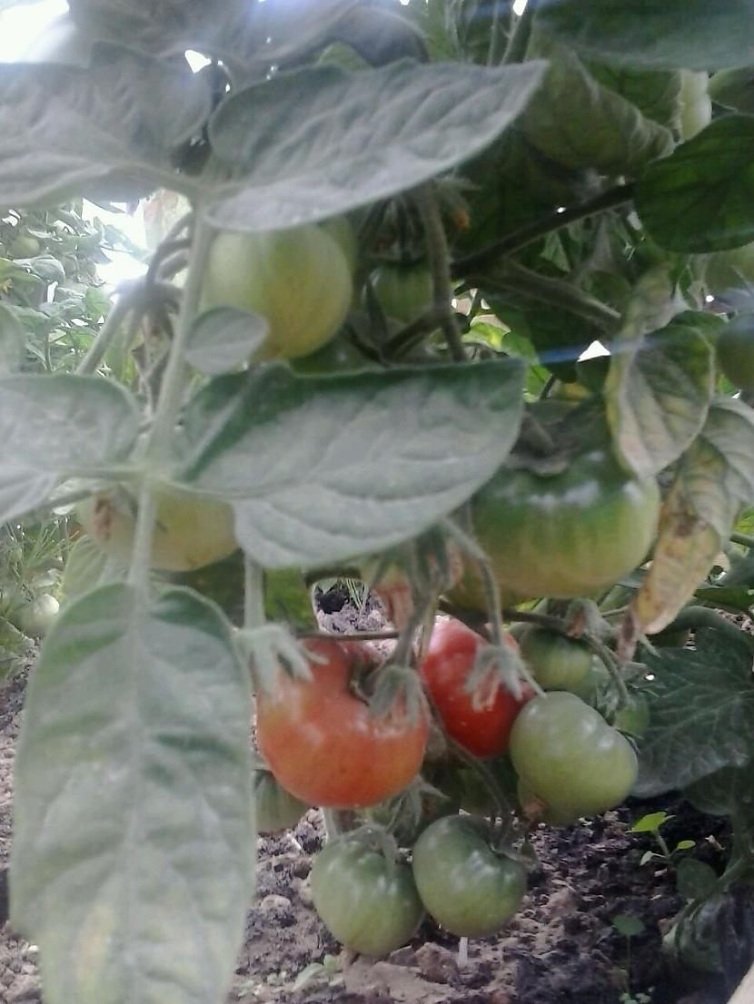 Mani tomāti no siltumnīcas Autors: Bitchere Salātu gatavošanas māksla