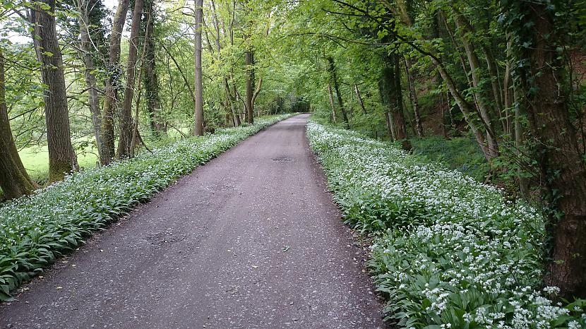 Tie baltie kas zied abās ceļa... Autors: Alex Vikingo No Telfordas uz Bridgnorth caur Ironbridge