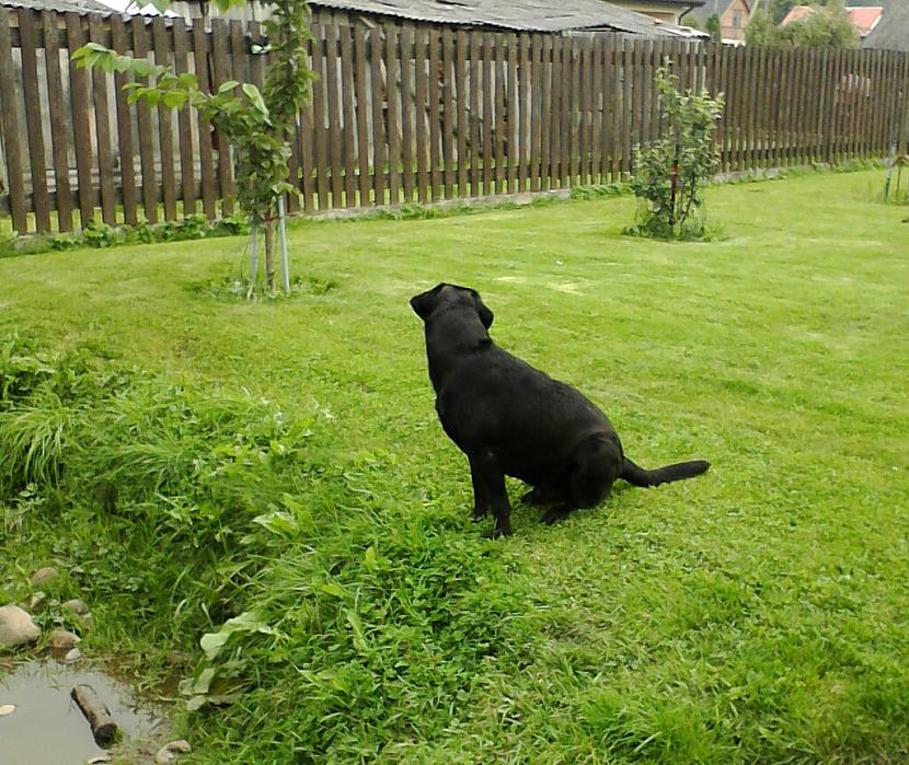 scaronis ir mans labradors... Autors: Angusiņš kādēļ labradori ir vispopulārākie suņi uz pasaules