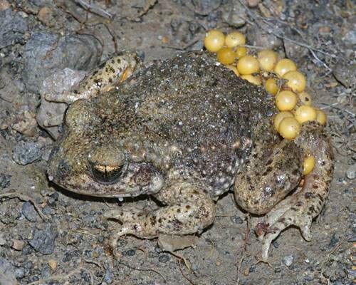 Frog and ToadStarp vardēm un... Autors: FoxRio Labākie papucīši
