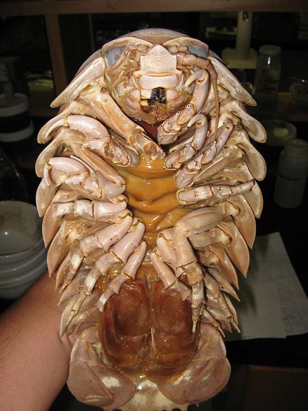 Giant Isopod nbspMilzu... Autors: sancisj Dīvaini dzīvnieki par kuru eksistenci tu pat nenojaut!