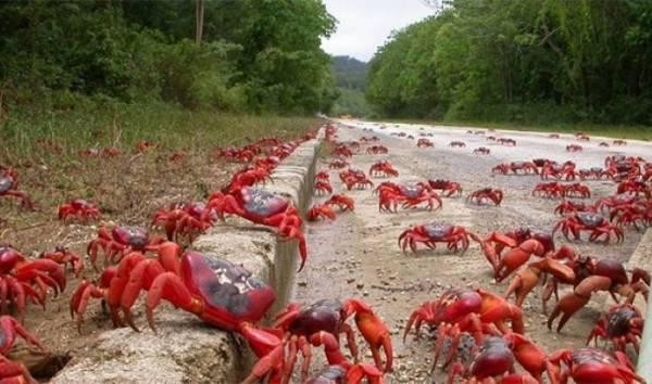 Krabju migrācija uz autoceļa... Autors: SākuDzīvi NoJauna 15 fantastiskas parādības, kas sastopamas uz mūsus zemes
