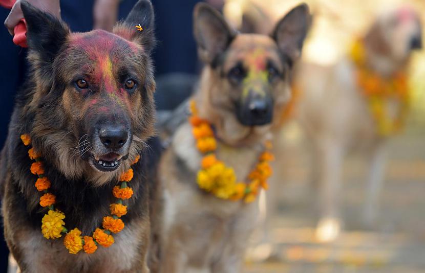  Autors: Trakais Jēgers Tihar festivāls - pateicība suņiem par uzticību