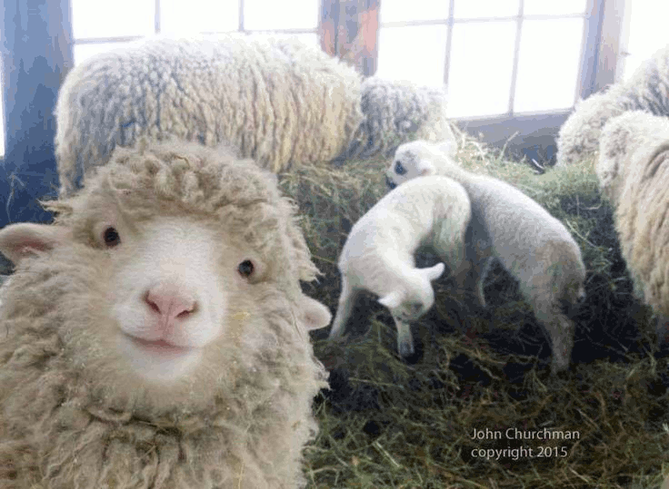 Ja esi aita, neliec selfiju internetā! Pag, ko? - Spoki - bildes 2