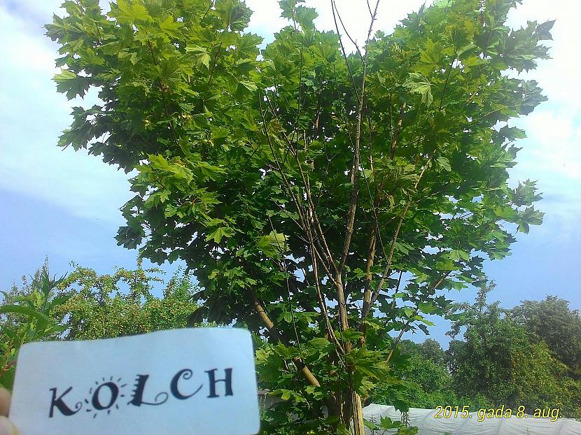 Kļava Autors: Kolch FS Vissas bildes.