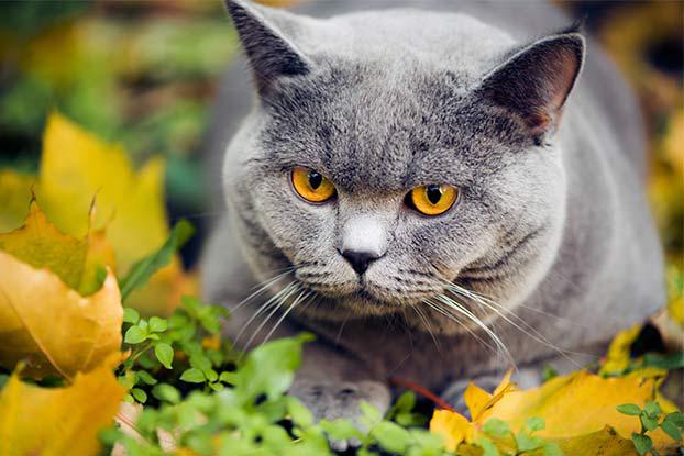 Izmeklēt mājas kaķu... Autors: Prāta Darbnīca 10 netradicionāli GPS pielietojumi