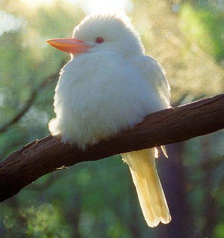 Kookaburra Autors: SākuDzīvi NoJauna Unikālie albīni - dzīvnieki, kurus daba aizmirsa izkrāsot.
