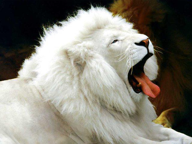 Lauvas karalis Autors: SākuDzīvi NoJauna Unikālie albīni - dzīvnieki, kurus daba aizmirsa izkrāsot.