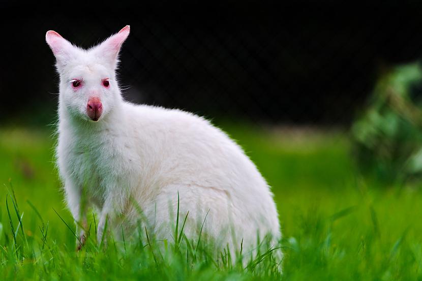 Mazais ķengurēns Autors: SākuDzīvi NoJauna Unikālie albīni - dzīvnieki, kurus daba aizmirsa izkrāsot.