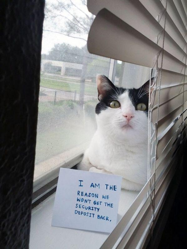 Es esmu iemesls kāpēc mēs... Autors: Mao Meow Kaķu zīmītes saviem saimniekiem!