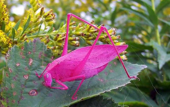 Pink Katydid Autors: Fosilija Ticiet vai nē bet tas nav photoshops!