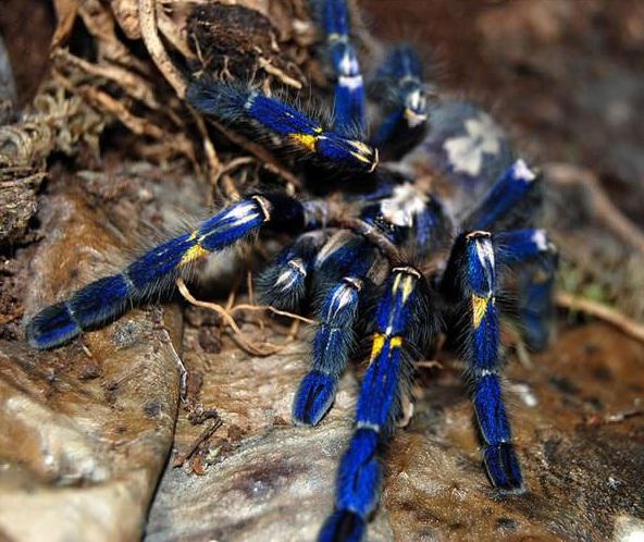Kobalta zilais tarantuls Autors: Fosilija Ticiet vai nē bet tas nav photoshops!