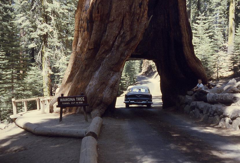 Wawona Tree Autors: SnYx 10 vissdīvainākie koki pasaulē.