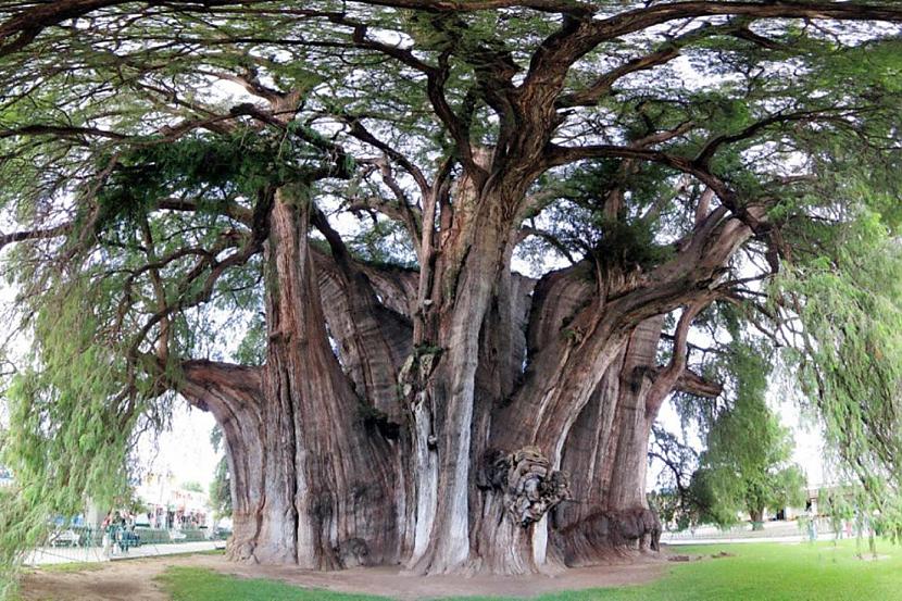 Tree of Tule Autors: SnYx 10 vissdīvainākie koki pasaulē.