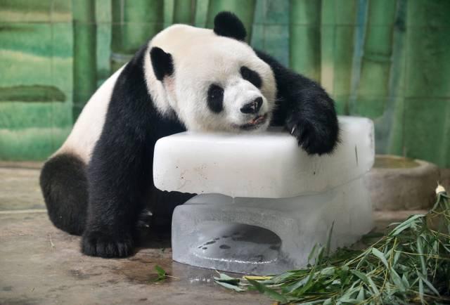 Panda glābjas no karstuma kādā... Autors: im mad cuz u bad Tikmēr citviet pasaulē
