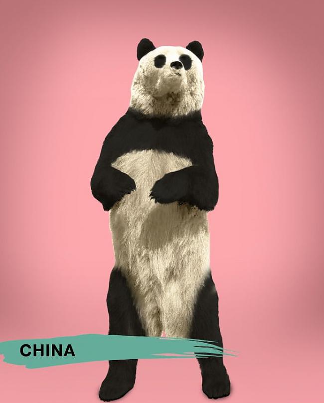 Ķīna Autors: forever clear Kāds ir ideāls lācis!