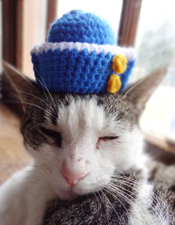  Autors: Fosilija Kaķi ar cepurēm!