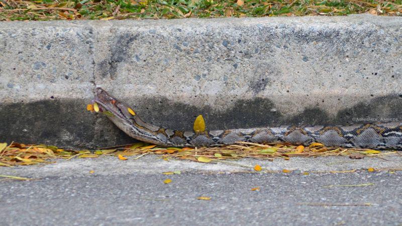  Autors: Hello Pitona un kobras saķeršanās pilsētas ielā.(Cīņa )