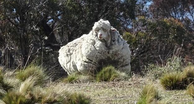 Kas tas Aita Tiescaroni tā... Autors: matilde Kā izskatās aita, kurai necērpj vilnu 5 gadus? Mazs monstriņš.