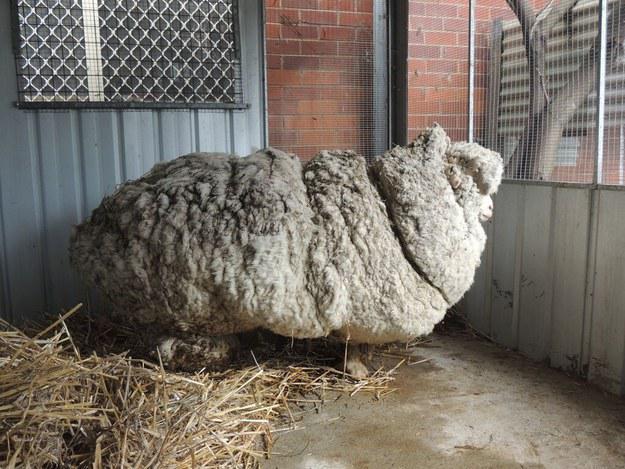  Autors: matilde Kā izskatās aita, kurai necērpj vilnu 5 gadus? Mazs monstriņš.