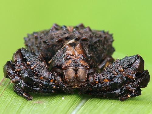 5 Bird dung crab spider... Autors: Zirnrēklis Neparastākie zirnekļi