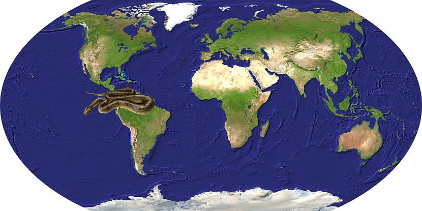 Čūska dzīvoja Dienvidamerikā... Autors: Pūcīte10 Titāna boa : Monstrčūska
