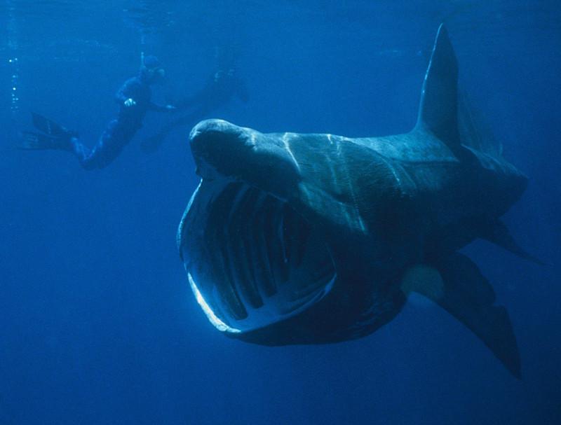 Megamouth sharkHaizivs izaug... Autors: Pūcīte10 12 Dziļo ūdens dzīļu iemītnieki