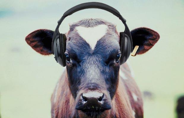 Govīm tiescaronām patīk mūzika... Autors: kaķūns 16 faktiņi, kas iesildīs tavu sirsniņu ;)