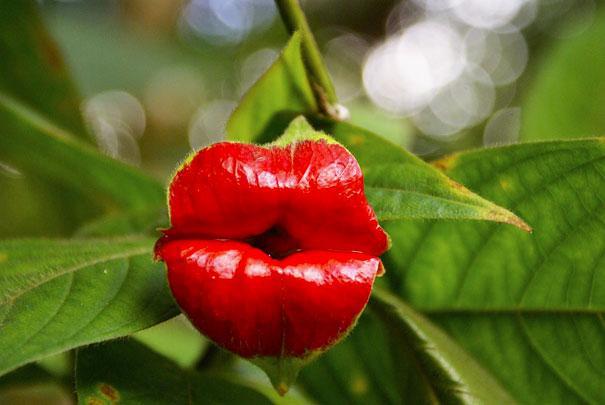 Psychotria Elata Autors: Prāta Darbnīca Ziedu ilūzijas - augi, kas izliekas
