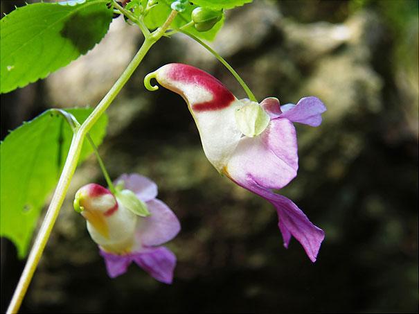 Impatiens Psittacina Autors: Prāta Darbnīca Ziedu ilūzijas - augi, kas izliekas