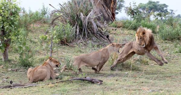 Drīz lauvenei tuvojās divi... Autors: kaķūns Lauvene nogalināja māti, bet tas, ko viņa izdarīja ar bērniņu, ir neticami