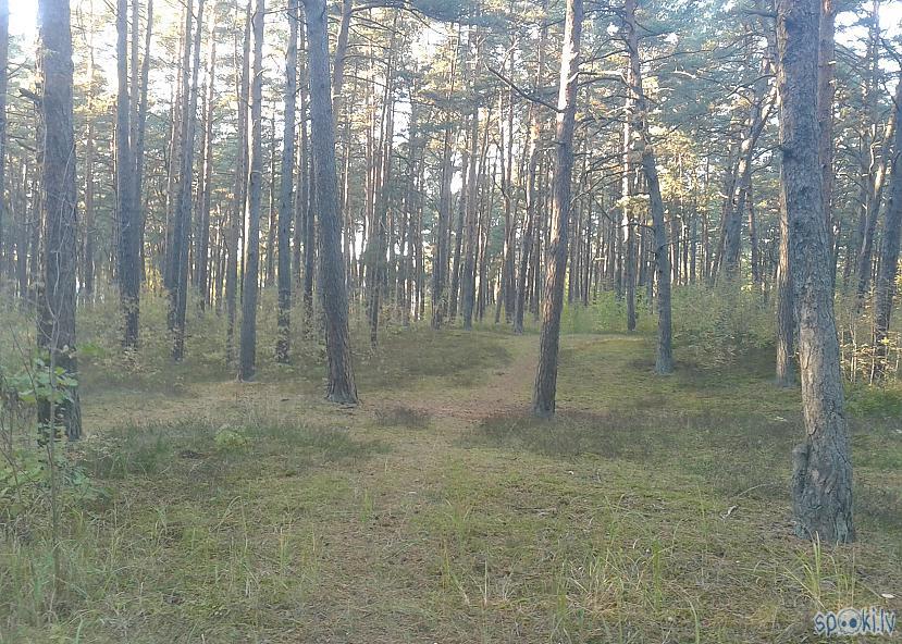Atbraucām uz vietu x Mežs kā... Autors: pyrathe Pazudušo mantu meklējumi mežā ar metāla detektoru
