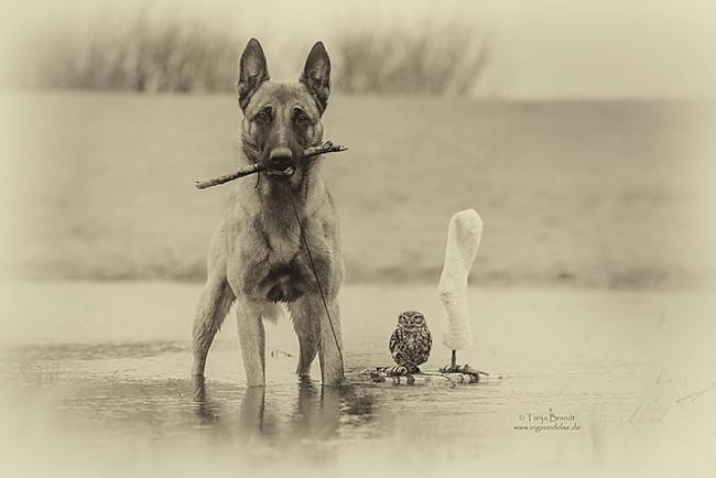  Autors: MonaLisa. 10 skaistas bildes kurās redzama draudzība ar suni un ūpi.