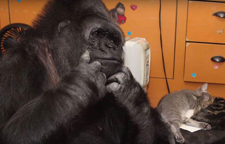 Un vārdu ldquobērnsrdquo Autors: zeminem Koko- 44gadīga gorilla kļūst par audžumammu kaķēniem.