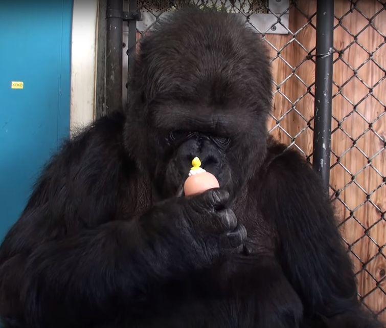 Koko ir pārāk daudz gadu lai... Autors: zeminem Koko- 44gadīga gorilla kļūst par audžumammu kaķēniem.