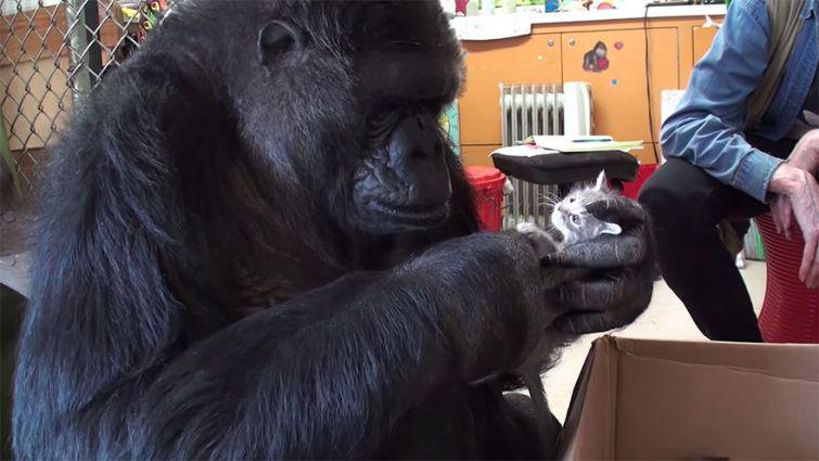 Viņanbspprot arī jokotnbspun... Autors: zeminem Koko- 44gadīga gorilla kļūst par audžumammu kaķēniem.