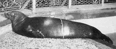 Karības mūku ronis Caribbean... Autors: droop Izmirušie dzīvnieki