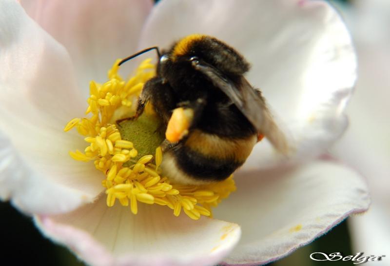 Mirstoscaronas bites un savādi... Autors: Bitchere NOPIETNI!!!Gaišreģe Audra: no alkatības pasaules var nepārnākt